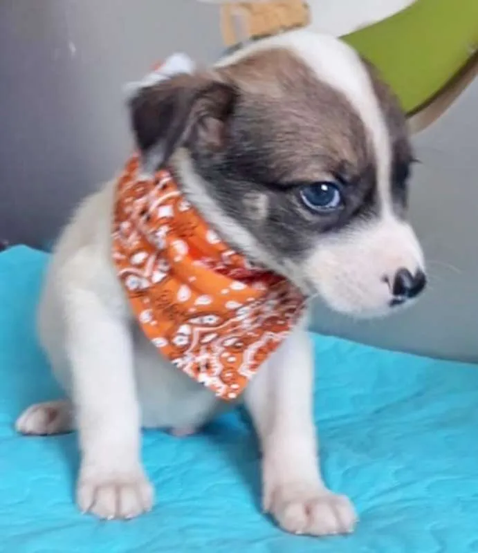 Cachorro ra a SRD idade 2 a 6 meses nome ESTÉFANO