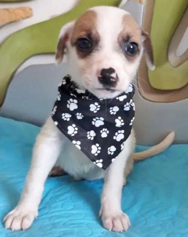 Cachorro ra a SRD idade 2 a 6 meses nome BEBETO