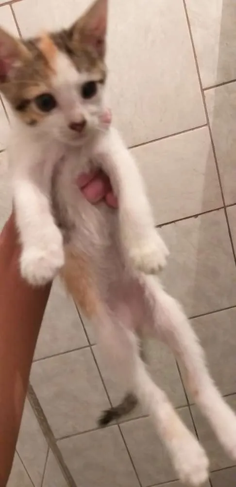Gato raça Vira-Lata idade 2 a 6 meses nome sem nome