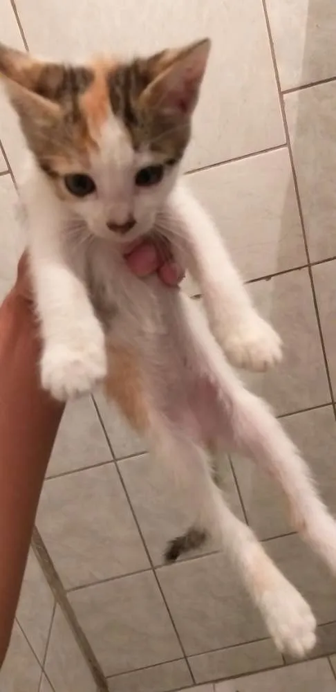 Gato raça Vira-Lata idade 2 a 6 meses nome sem nome