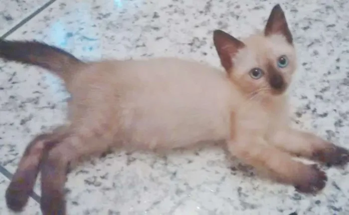 Gato ra a MIX DE SIAMÊS idade 2 a 6 meses nome ELISA