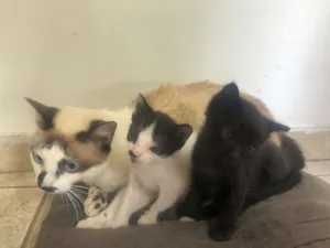 Gato raça SRD idade 7 a 11 meses nome Lilica