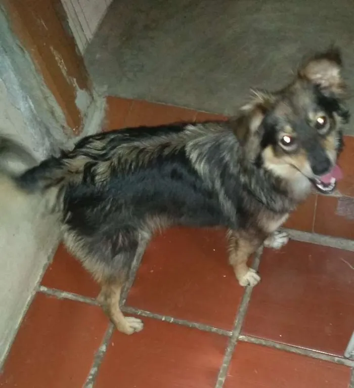 Cachorro ra a SRD idade 7 a 11 meses nome nao sei