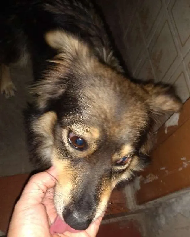 Cachorro ra a SRD idade 7 a 11 meses nome nao sei