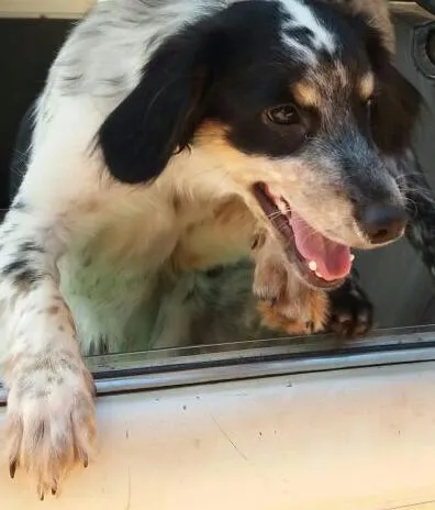 Cachorro ra a Vira lata idade 1 ano nome Tigre Tigrasa Sansão