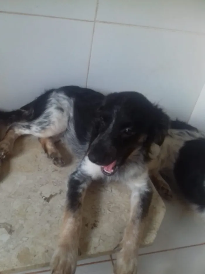 Cachorro ra a Vira lata idade 1 ano nome Tigre Tigrasa Sansão