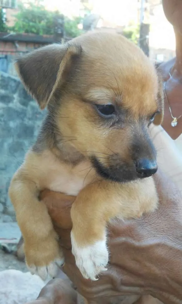 Cachorro raça SRD idade Abaixo de 2 meses nome Sem nome