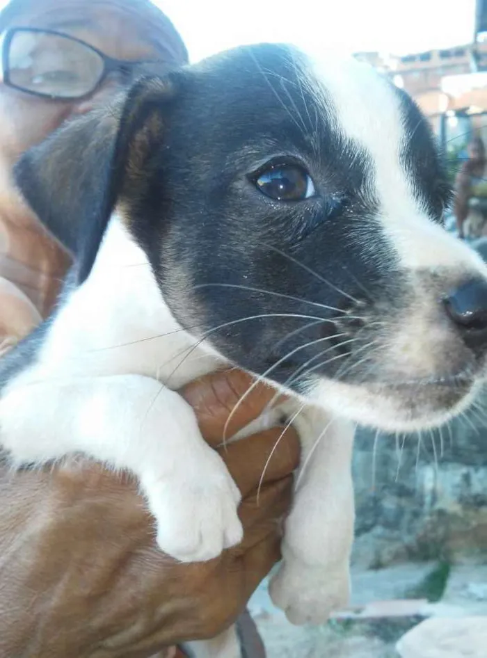 Cachorro raça SRD idade Abaixo de 2 meses nome Sem.nome