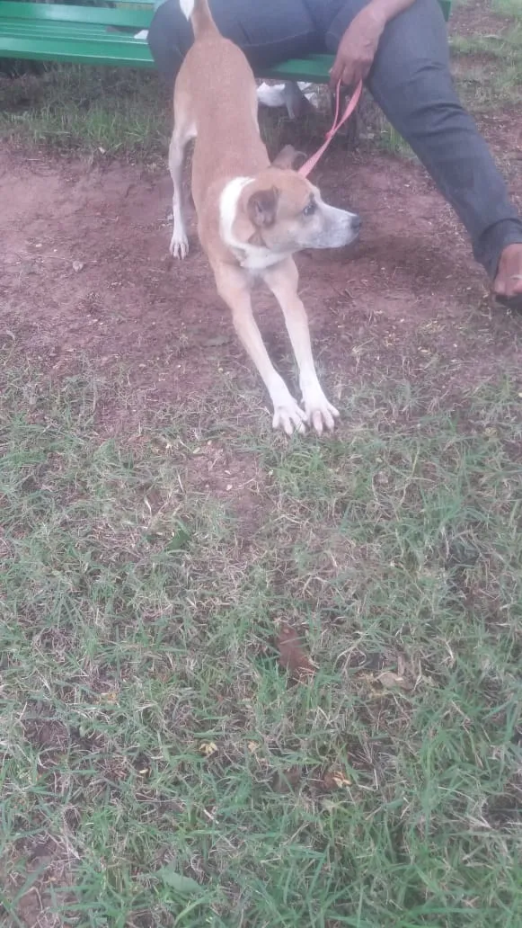Cachorro ra a srd idade 2 anos nome Hachi ??