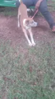 Hachi ??