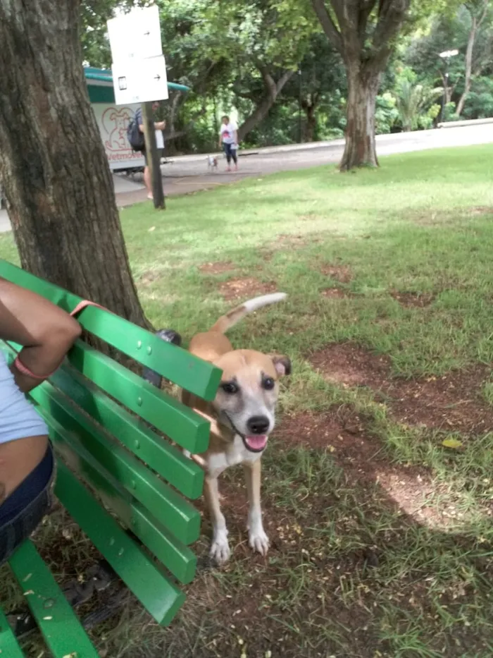 Cachorro ra a srd idade 2 anos nome Hachi ??