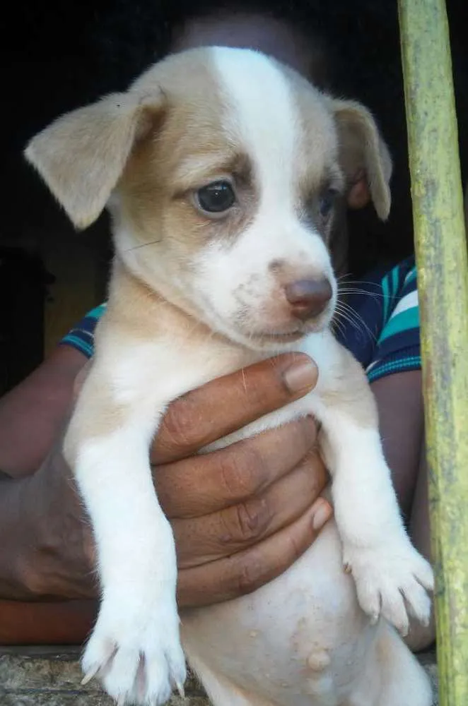 Cachorro raça SRD idade Abaixo de 2 meses nome Sem nome