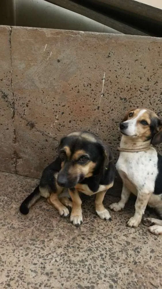 Cachorro ra a Bace com pitnscher idade 3 anos nome Lili