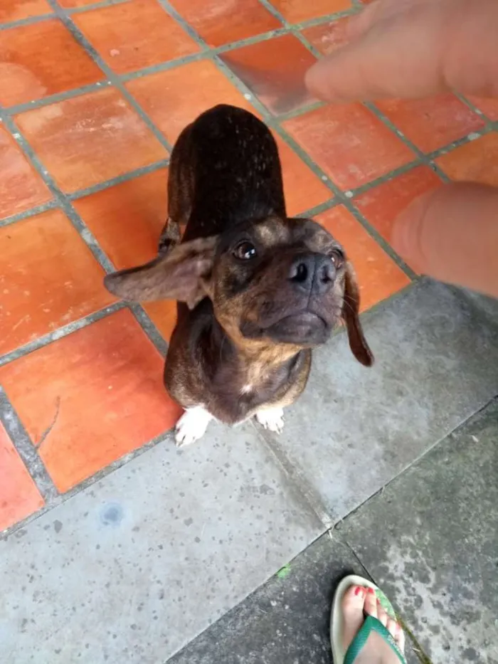 Cachorro ra a Vira lata misturado com lingui idade  nome Sem Nome 