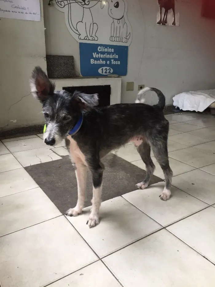 Cachorro ra a Sem raça definida idade 4 anos nome Piter