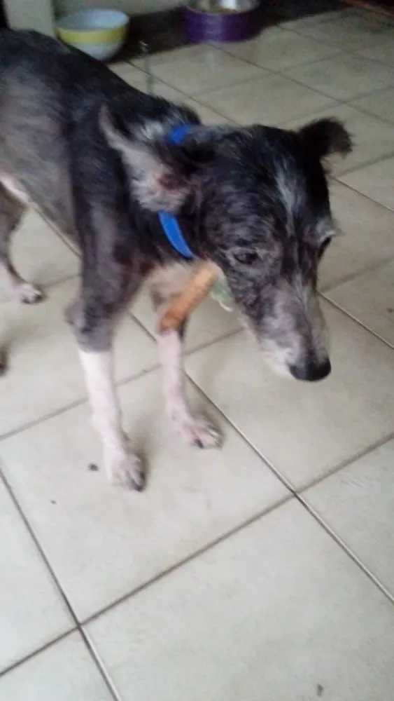 Cachorro ra a Sem raça definida idade 4 anos nome Piter