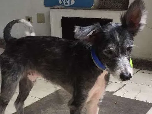 Cachorro ra a Sem raça definida idade 4 anos nome Piter