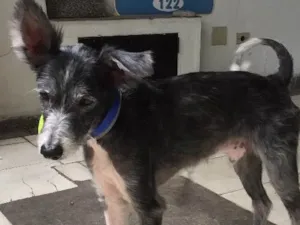 Cachorro raça Sem raça definida idade 4 anos nome Piter