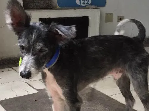 Cachorro ra a Sem raça definida idade 4 anos nome Piter