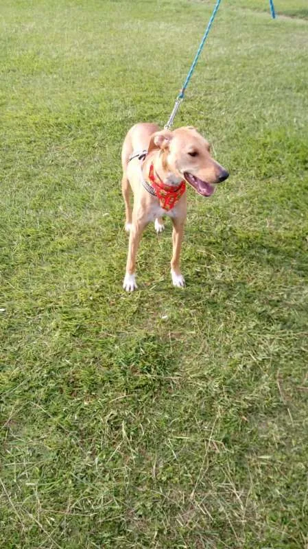 Cachorro ra a SRD idade 2 anos nome Ana