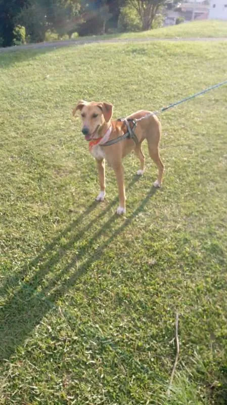 Cachorro ra a SRD idade 2 anos nome Ana