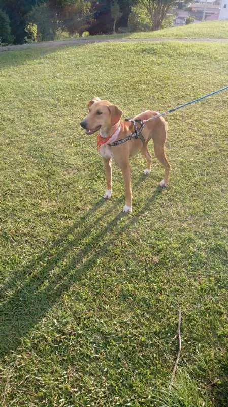 Cachorro ra a SRD idade 2 anos nome Ana