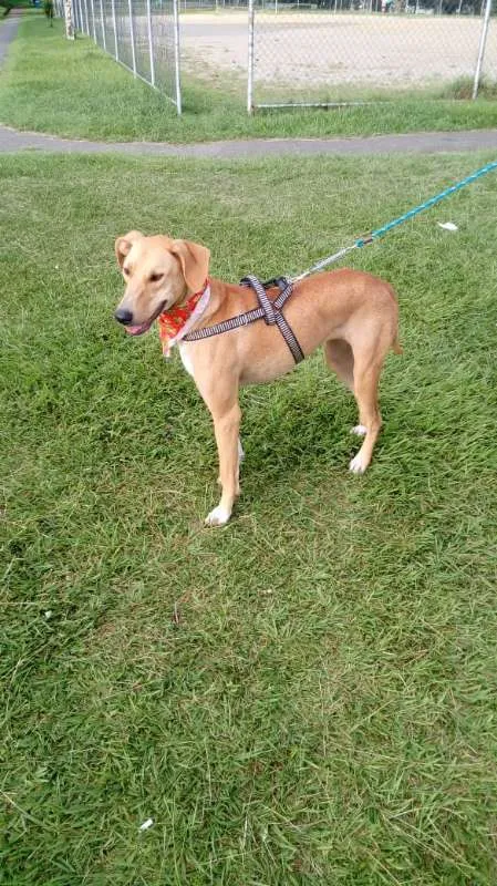 Cachorro ra a SRD idade 2 anos nome Ana