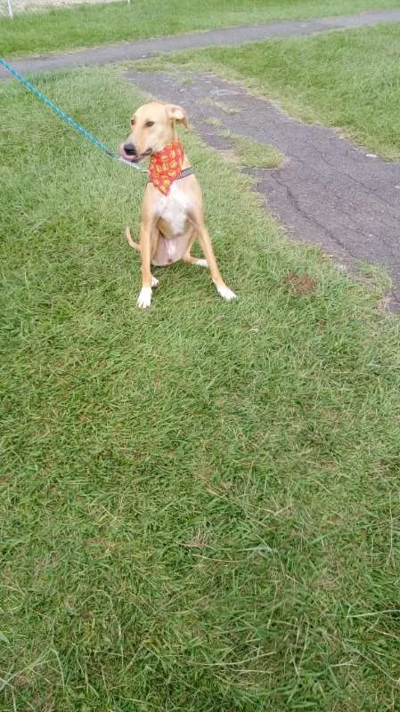 Cachorro ra a SRD idade 2 anos nome Ana
