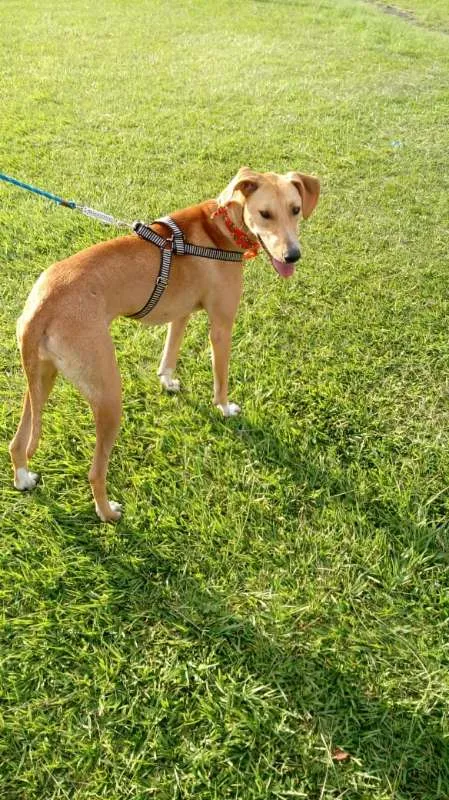 Cachorro ra a SRD idade 2 anos nome Ana
