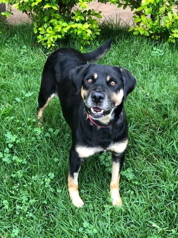 Cachorro ra a srd idade 6 ou mais anos nome vitoria