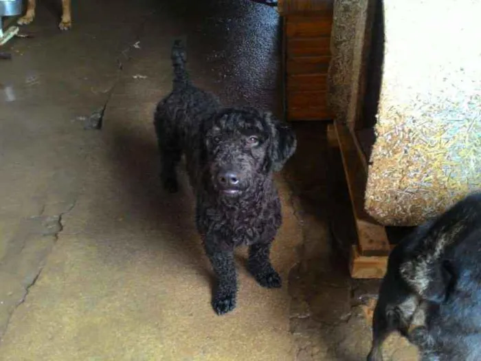 Cachorro ra a MiX poodle idade 7 a 11 meses nome Snoop