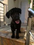 Snoop