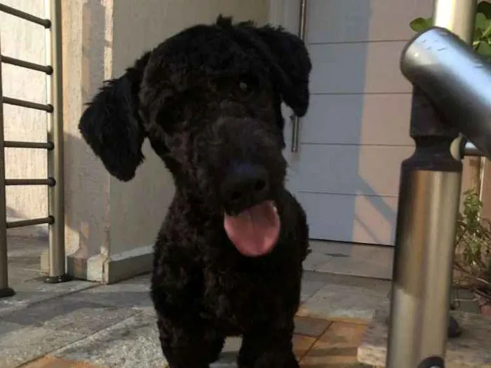 Cachorro ra a MiX poodle idade 7 a 11 meses nome Snoop