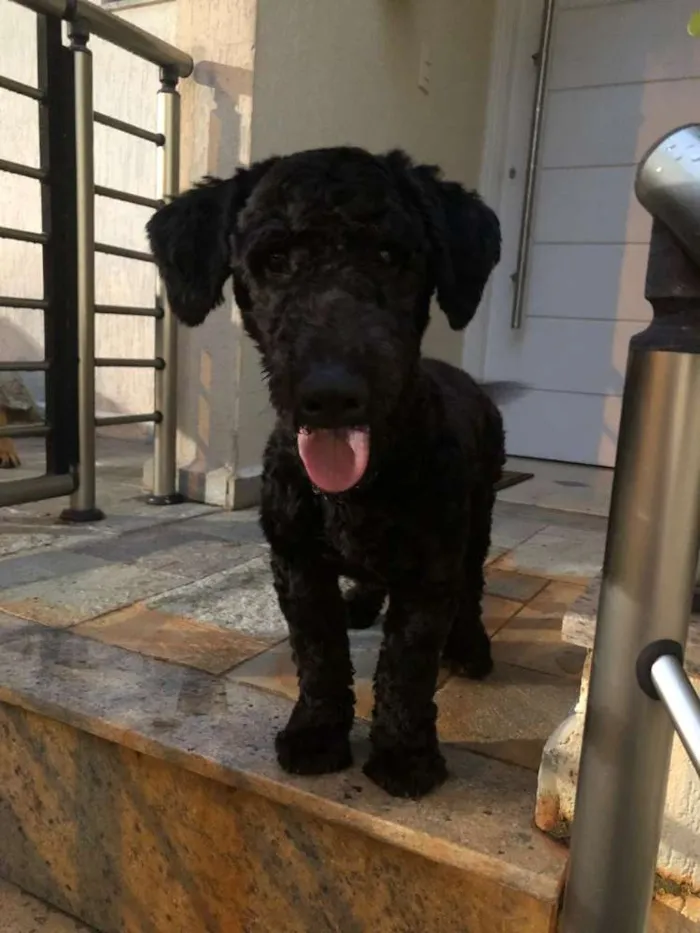 Cachorro ra a MiX poodle idade 7 a 11 meses nome Snoop