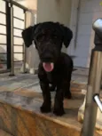 Snoop