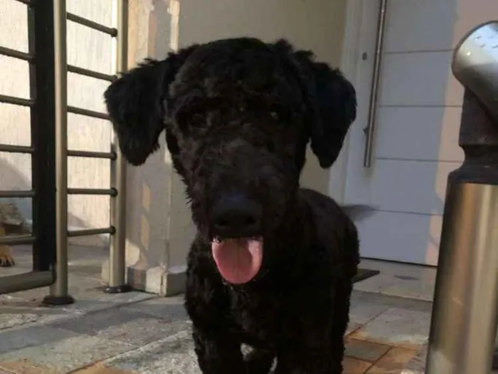 Cachorro ra a MiX poodle idade 7 a 11 meses nome Snoop