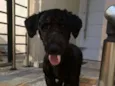 Snoop
