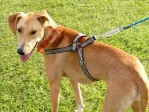 Cachorro raça SRD idade 2 anos nome Ana