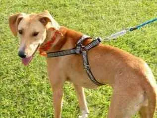 Cachorro ra a SRD idade 2 anos nome Ana