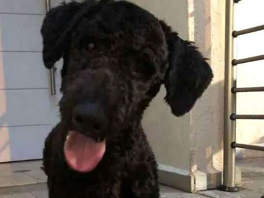 Cachorro ra a MiX poodle idade 7 a 11 meses nome Snoop