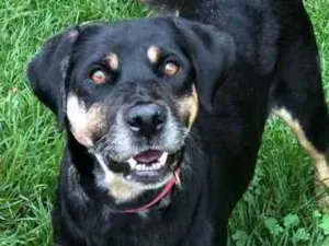 Cachorro raça srd idade 6 ou mais anos nome vitoria