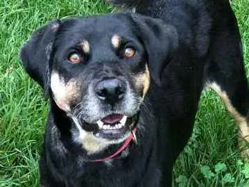 Cachorro ra a srd idade 6 ou mais anos nome vitoria