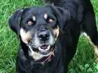 Cachorro raça srd idade 6 ou mais anos nome vitoria