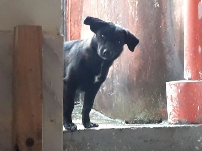 Cachorro ra a Não definida idade 1 ano nome Pretinha 