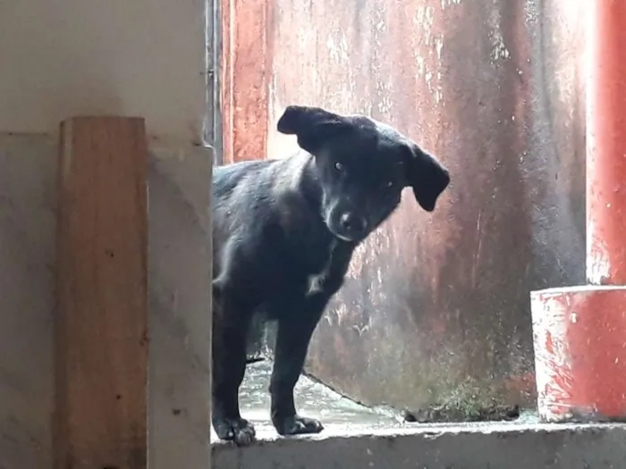 Cachorro ra a Não definida idade 1 ano nome Pretinha 