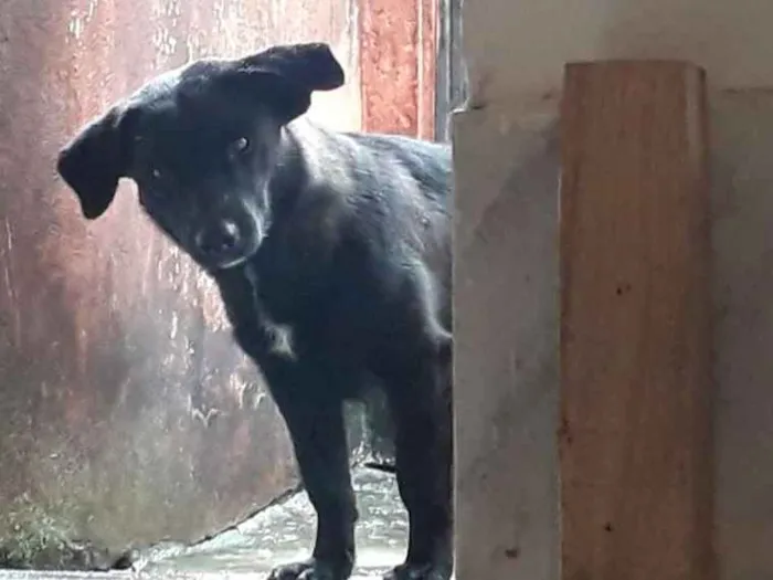 Cachorro ra a Não definida idade 1 ano nome Pretinha 