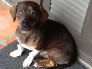 Cachorro raça Vira lata misturado com lingui idade  nome Sem Nome 