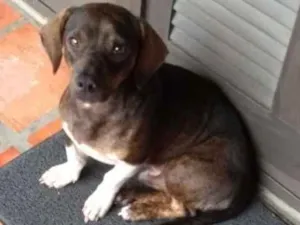 Cachorro raça Vira lata misturado com lingui idade  nome Sem Nome 