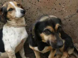 Cachorro raça Bace com pitnscher idade 3 anos nome Lili