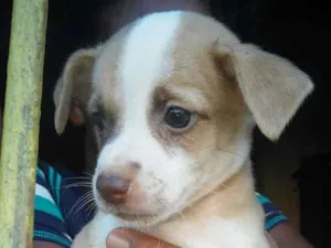 Cachorro raça SRD idade Abaixo de 2 meses nome Sem nome